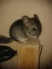 Foto de Chinchillas y accesorios  para mascota  juank